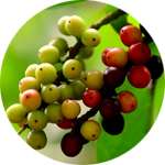 Плоды саламандрового дерева - один из компонентов капсул Кардиовелл от гипертонии