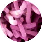 Lactobacillus acidophilus - один из компонентов средства Бифидо Слим для похудения