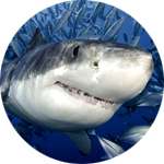 Печень акулы - один из компонентов геля Сустафин для суставов